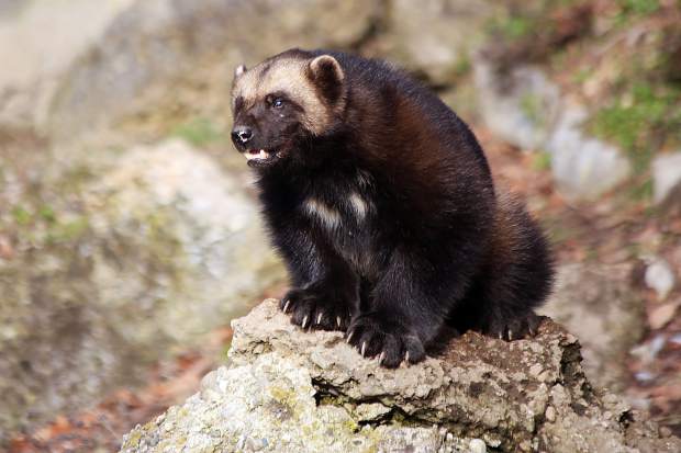 "Wolverines really need Colorado": Federal decision looms over another reintroduction plan - Vimarsana News